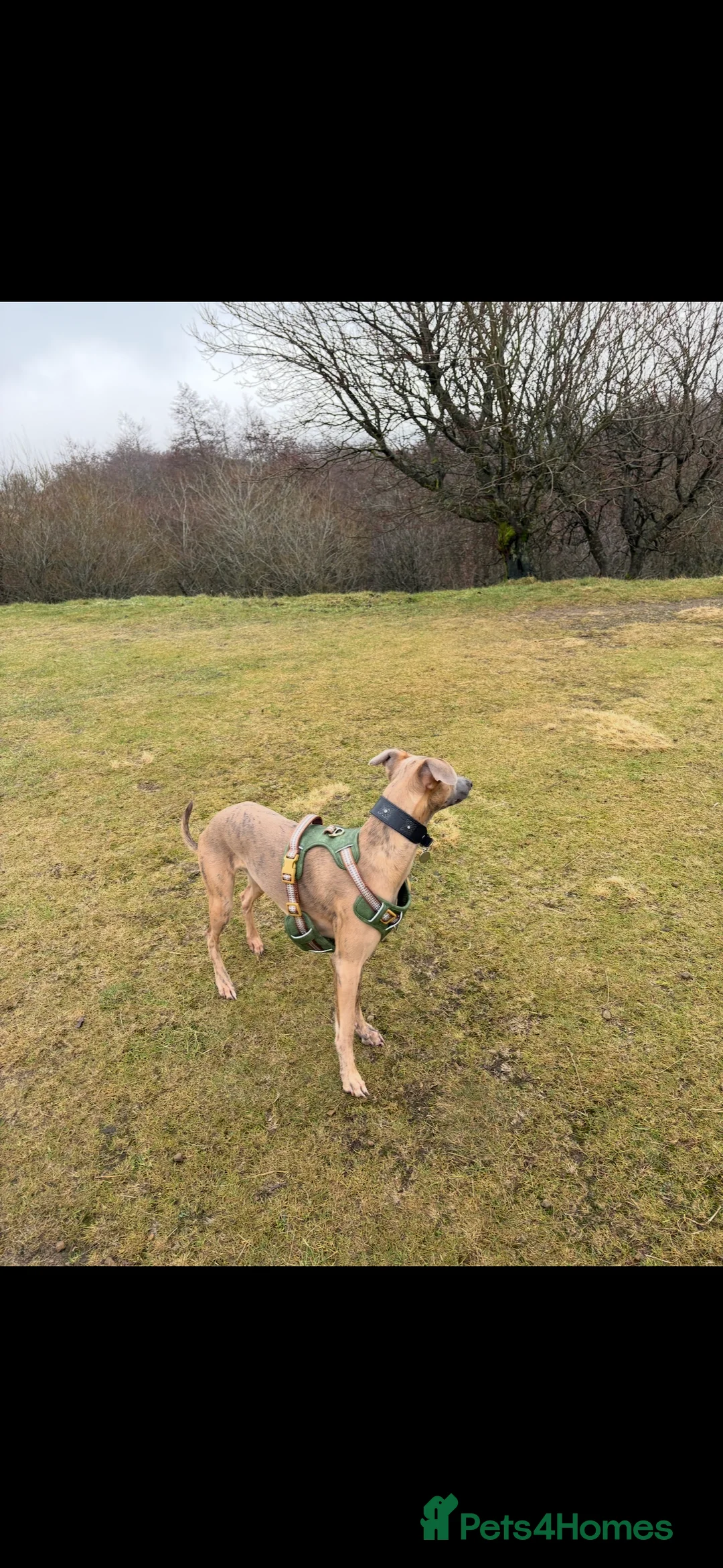 Whippet dogs for sale: Male KC reg whippet - Advert 3