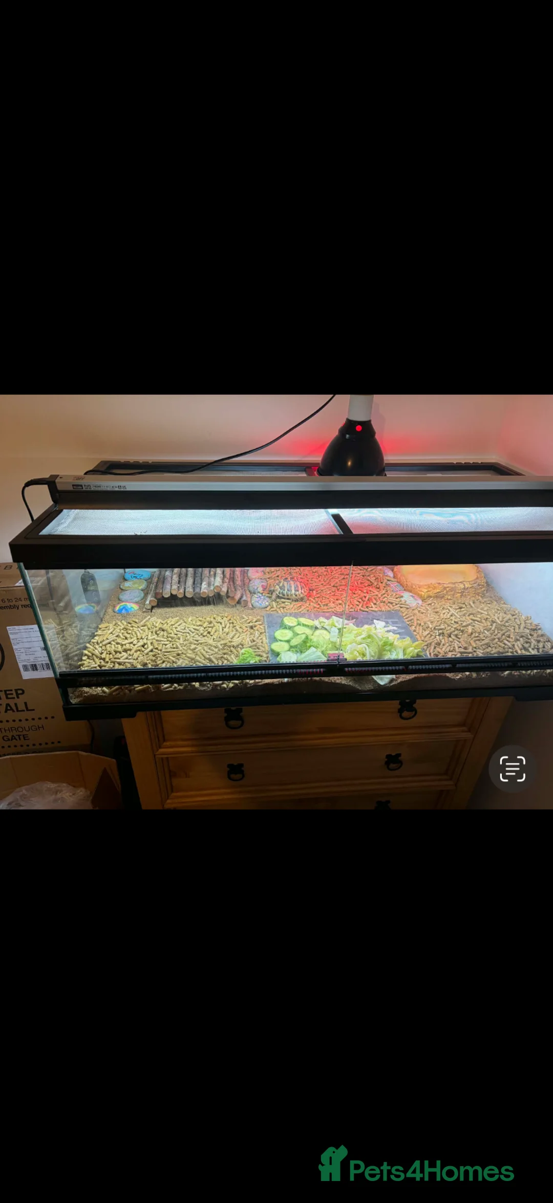 Hermann Tortoise reptiles for sale: Herman tortoise  in Manchester - Advert 2