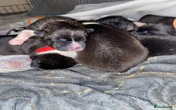 Akita dogs for sale: American Akita Puppies 9 boys 2 girls  - Advert 2