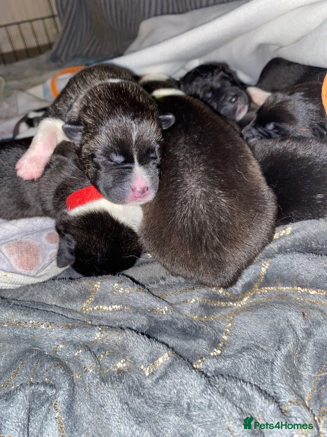 Akita dogs for sale: American Akita Puppies 9 boys 2 girls  - Advert 2