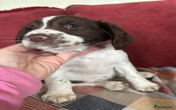 English Springer Spaniel dogs for sale: English Springer Spaniels available 3 x girls in Hereford - Image 19