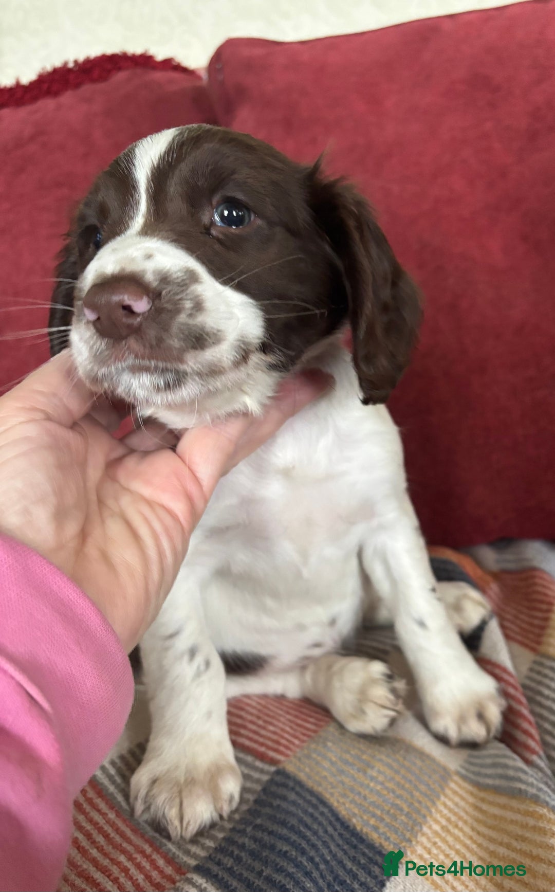 English Springer Spaniel dogs for sale: English Springer Spaniels available 3 x girls in Hereford - Image 19