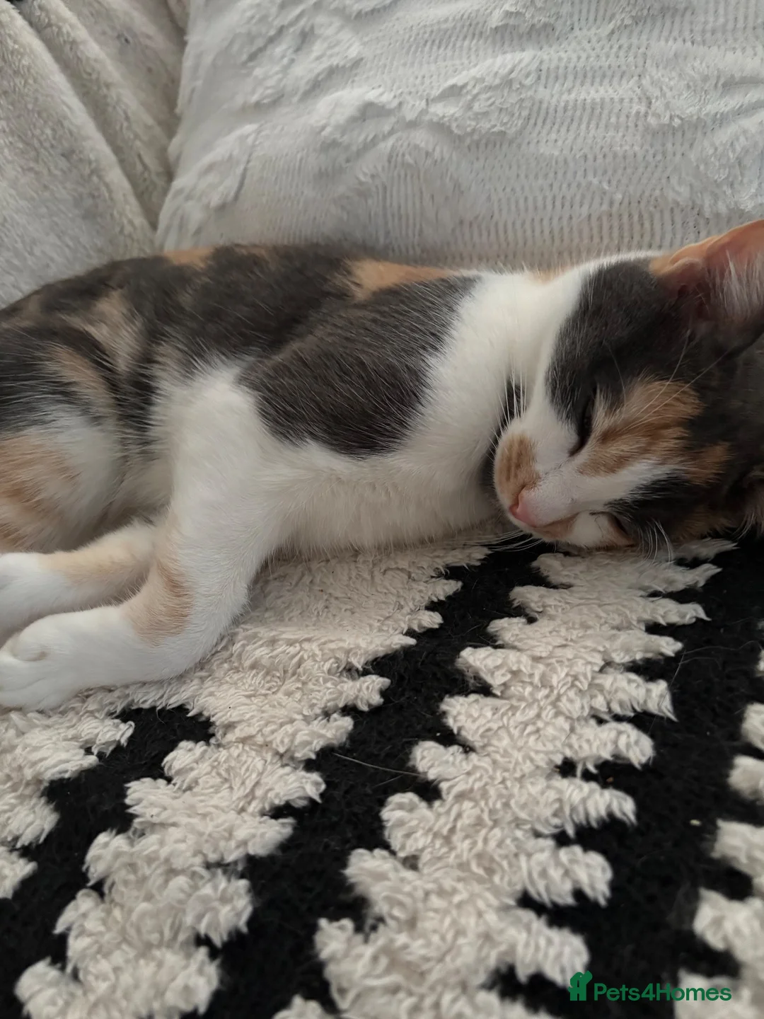 Mixed Breed cats for sale: Accidental litter  in Ipswich - Advert 7