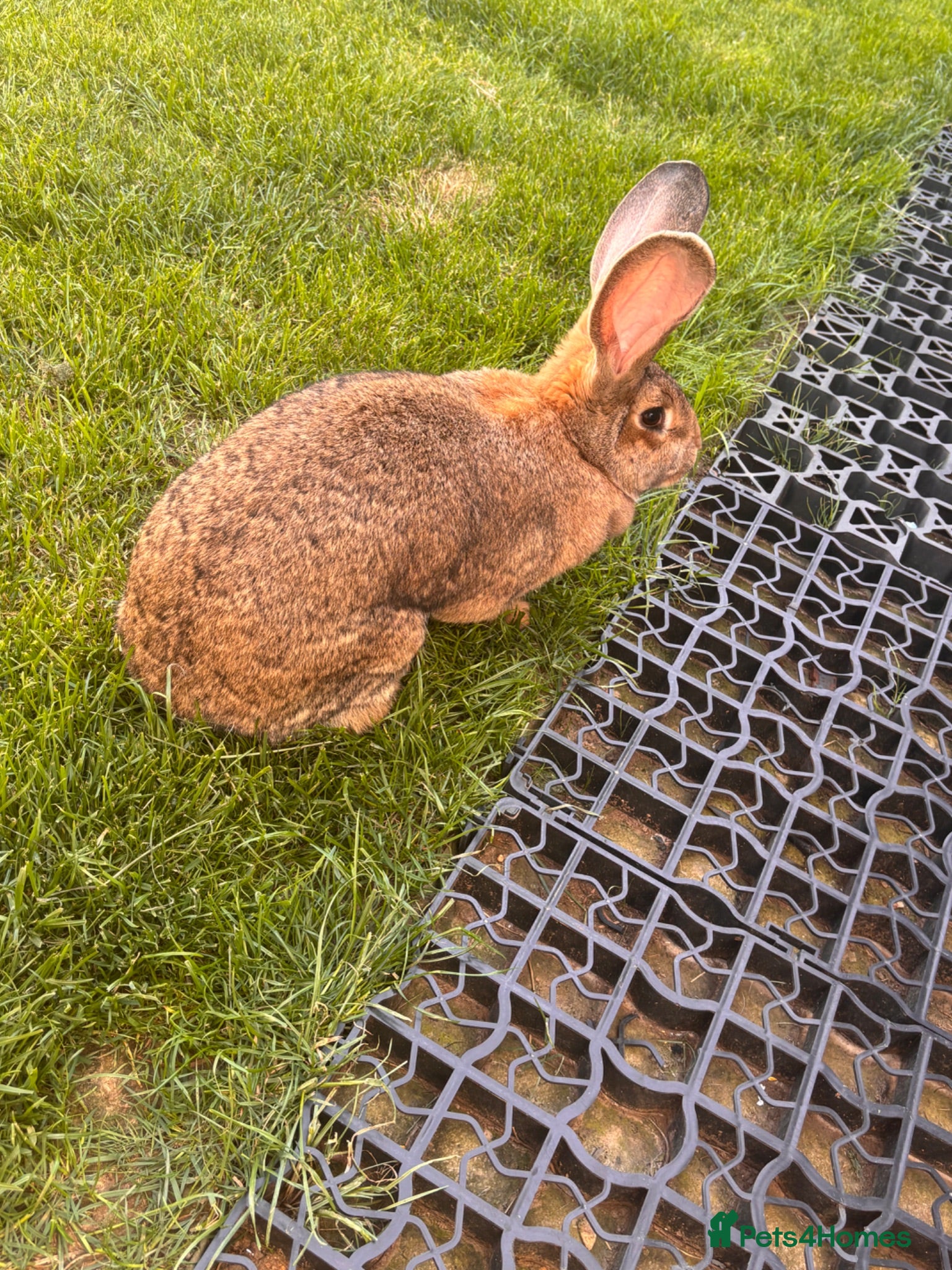Continental Giant rabbits Continental giant  - Advert 1