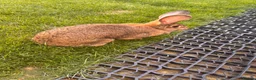 Continental Giant rabbits for sale: Continental giant  - Advert 1