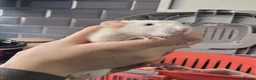Rat rodents for sale: 2 baby male rats - Advert 10