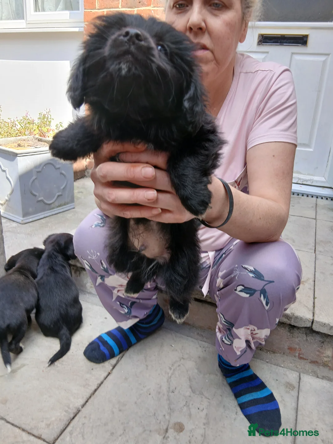 Mixed Breed dogs for sale: Cocapoo puppys in London - Advert 4