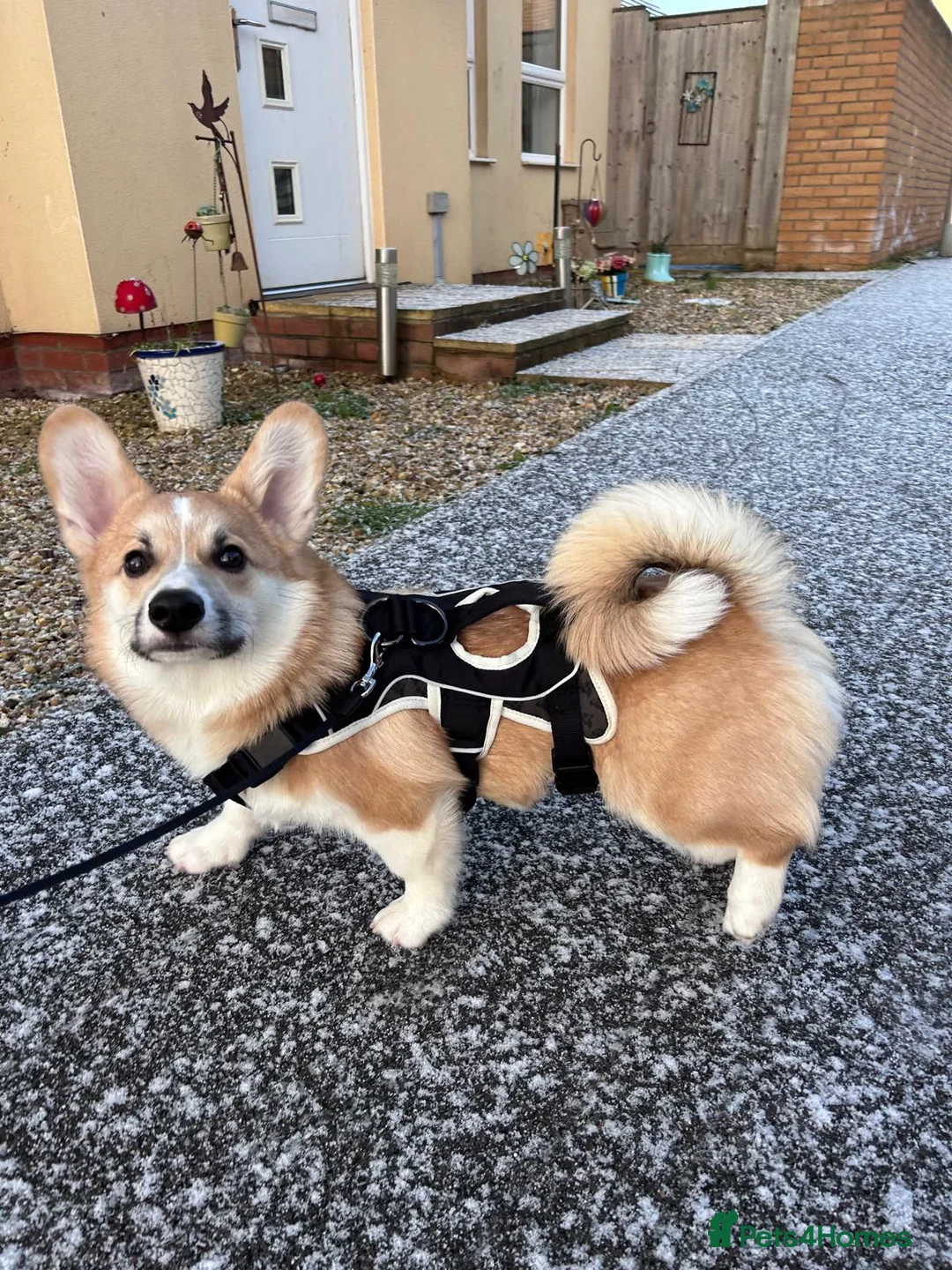 Welsh Corgi Pembroke dogs for sale: Hansome young man looking for a new home - Advert 5