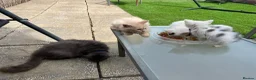Mixed Breed cats for sale: Pretty Kittens ready now - Advert 3