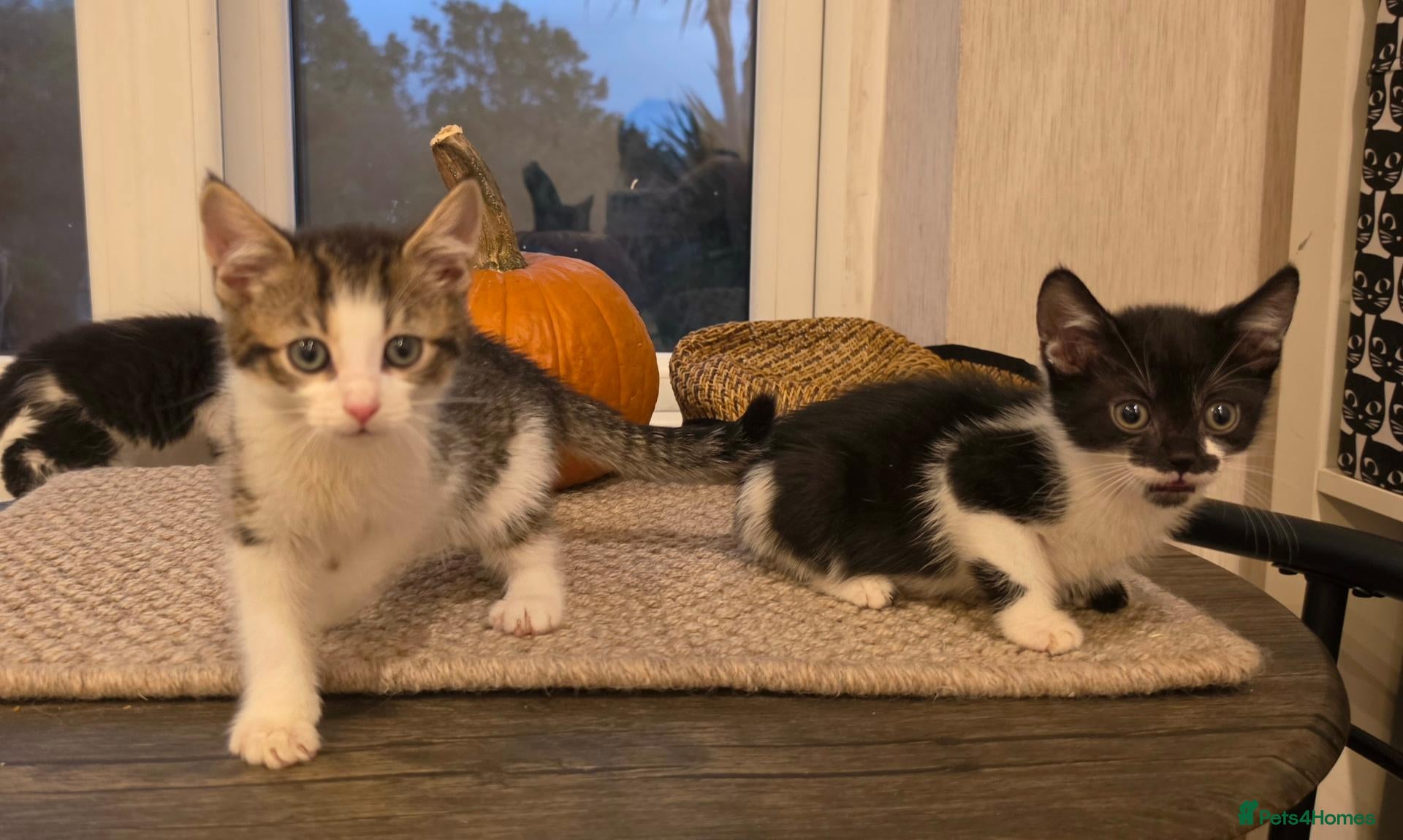 Mixed Breed cats for sale: ​🐾 3  Kittens LEFT 💙💙🩷 - Advert 1