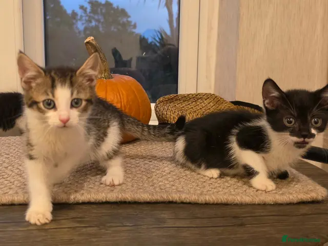 Mixed Breed cats for sale: 🐾 3 Kittens LEFT 💙💙🩷 - Advert 1
