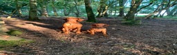 Hungarian Vizsla dogs for stud: Rare Deep Golden Rust Colour  in Chepstow - Advert 18