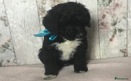 Bordoodle dogs for sale: Adorable & Confident Collie x poodle pups - Image 20