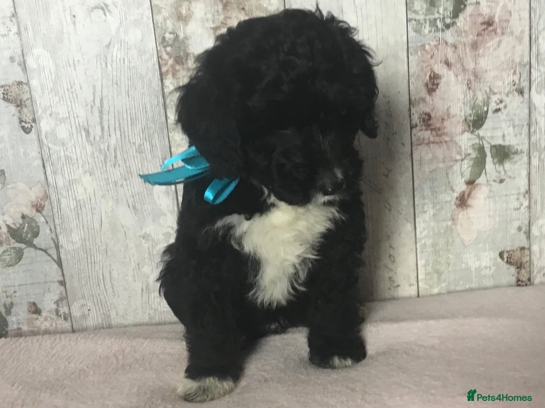 Bordoodle dogs for sale: Adorable & Confident Collie x poodle pups - Image 20