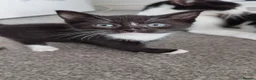 Mixed Breed cats for sale: Tuxedo black and white kittens - Advert 5