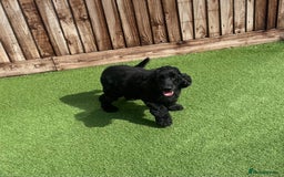 Cocker Spaniel dogs for sale: Show cocker - Image 3