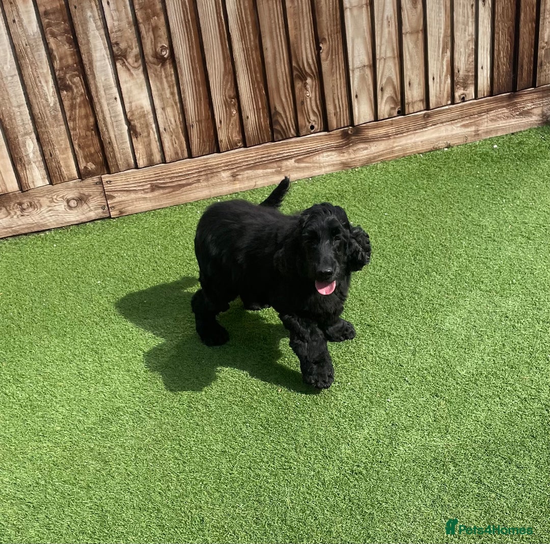 Cocker Spaniel dogs for sale: Show cocker - Image 3