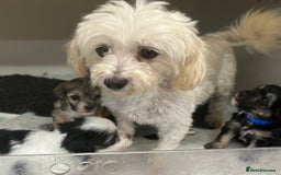 Maltipoo dogs for sale: Fully dna tested Maltipoos  - Image 15