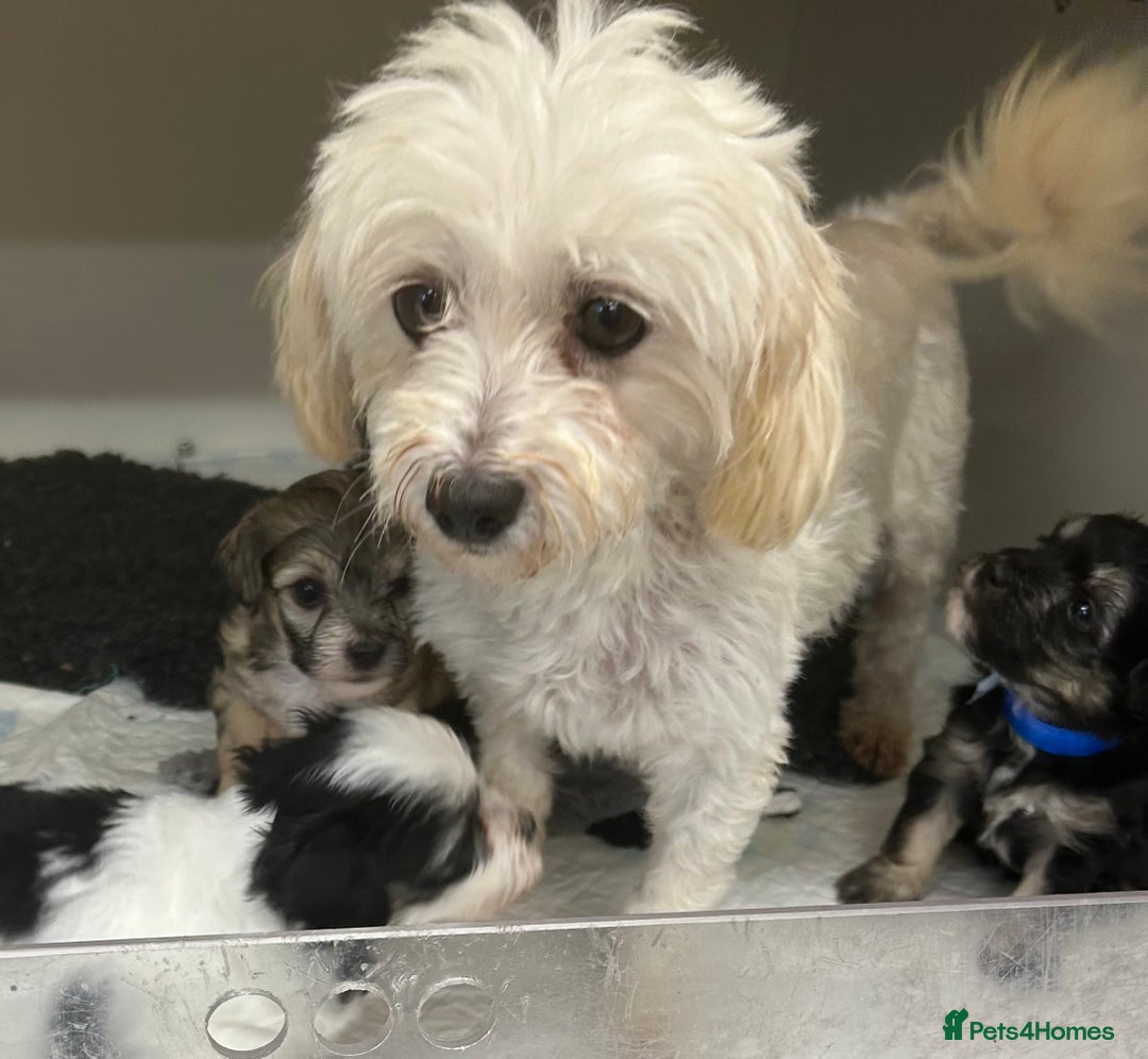 Maltipoo dogs for sale: Fully dna tested Maltipoos  - Image 15