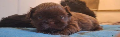 Shih Tzu 3