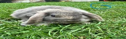 Mini Lop rabbits for sale: Mini Lop Rabbits For Sale  - Advert 34