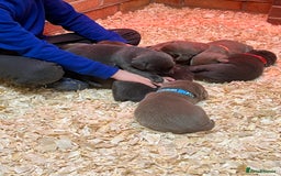 Labrador Retriever dogs for sale: Charcoal boy & silver girl  - Image 8