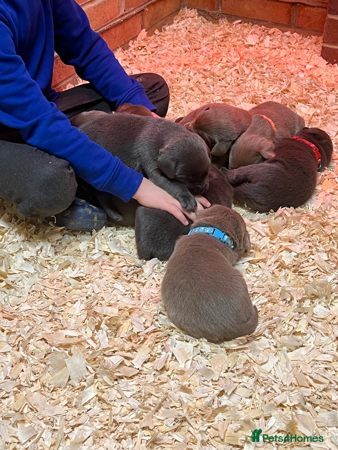Labrador Retriever dogs for sale: Charcoal boy & silver girl  - Image 8