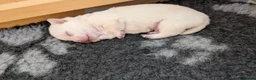 Chihuahua dogs for sale: White boy chihuahua  in Birmingham - Advert 7