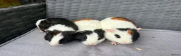 Guinea Pig rodents for sale: Sows and Trio of Boars  - Advert 27