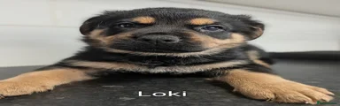 Loki