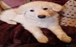 German Shepherd dogs for sale: Lovely long coated German Shepherd Puppies  - Image 3