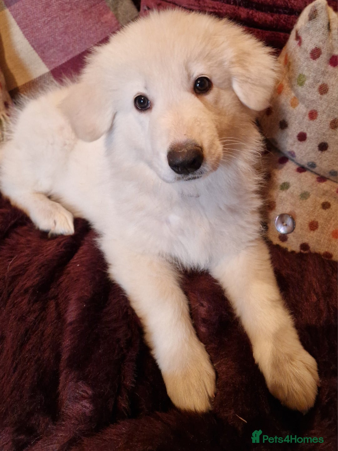 German Shepherd dogs for sale: Lovely long coated German Shepherd Puppies  - Image 3