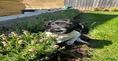 English Springer Spaniel dogs - Advert 13