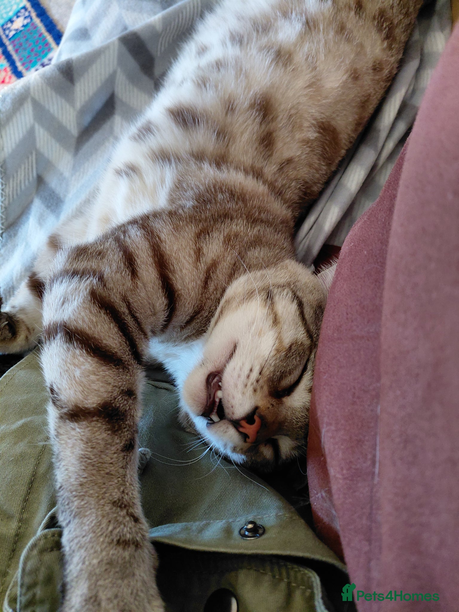 Bengal cats for sale: Snow Bengal cat for sale - Advert 15