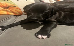 Mixed Breed dogs for sale: Bull whippets - Image 7