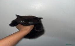British Shorthair cats for sale: British shorthair X ragdoll  - Image 17