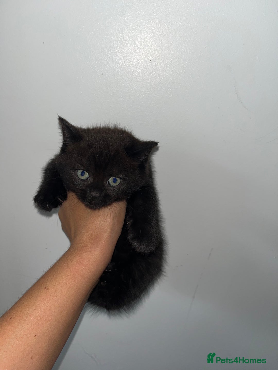 British Shorthair cats for sale: British shorthair X ragdoll  - Image 17