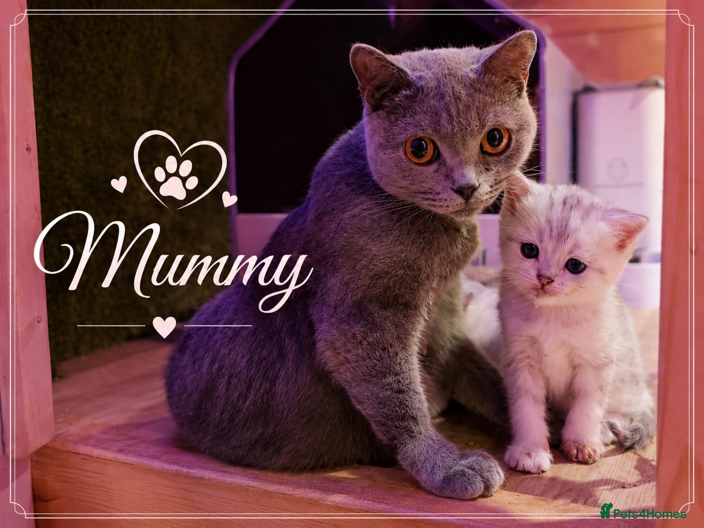 Scottish Fold cats for sale: Scotish Fold Kittens - Advert 13