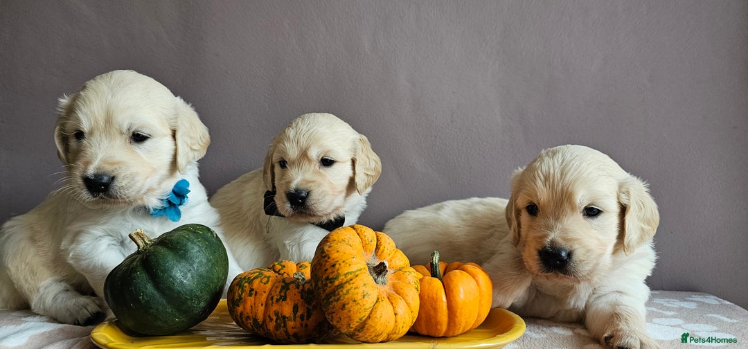 Golden Retriever dogs for sale: Outstanding Kc registered Golden Retriever babies  - Image 3