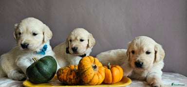 Golden Retriever dogs - Advert 2