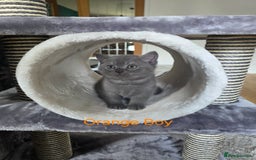 British Shorthair cats for sale: Beautiful BSH kittens looking for forever homes - Image 2