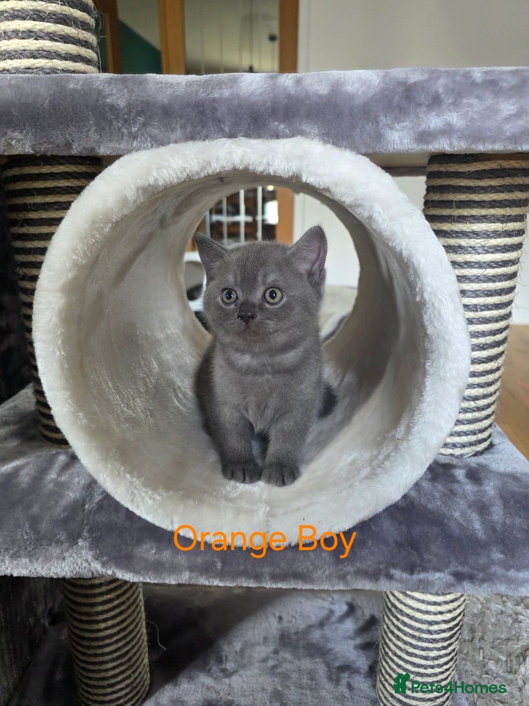 British Shorthair cats for sale: Beautiful BSH kittens looking for forever homes - Image 2