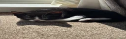 Mixed Breed cats for sale: Adorable black and white kittens for sale  - Advert 10