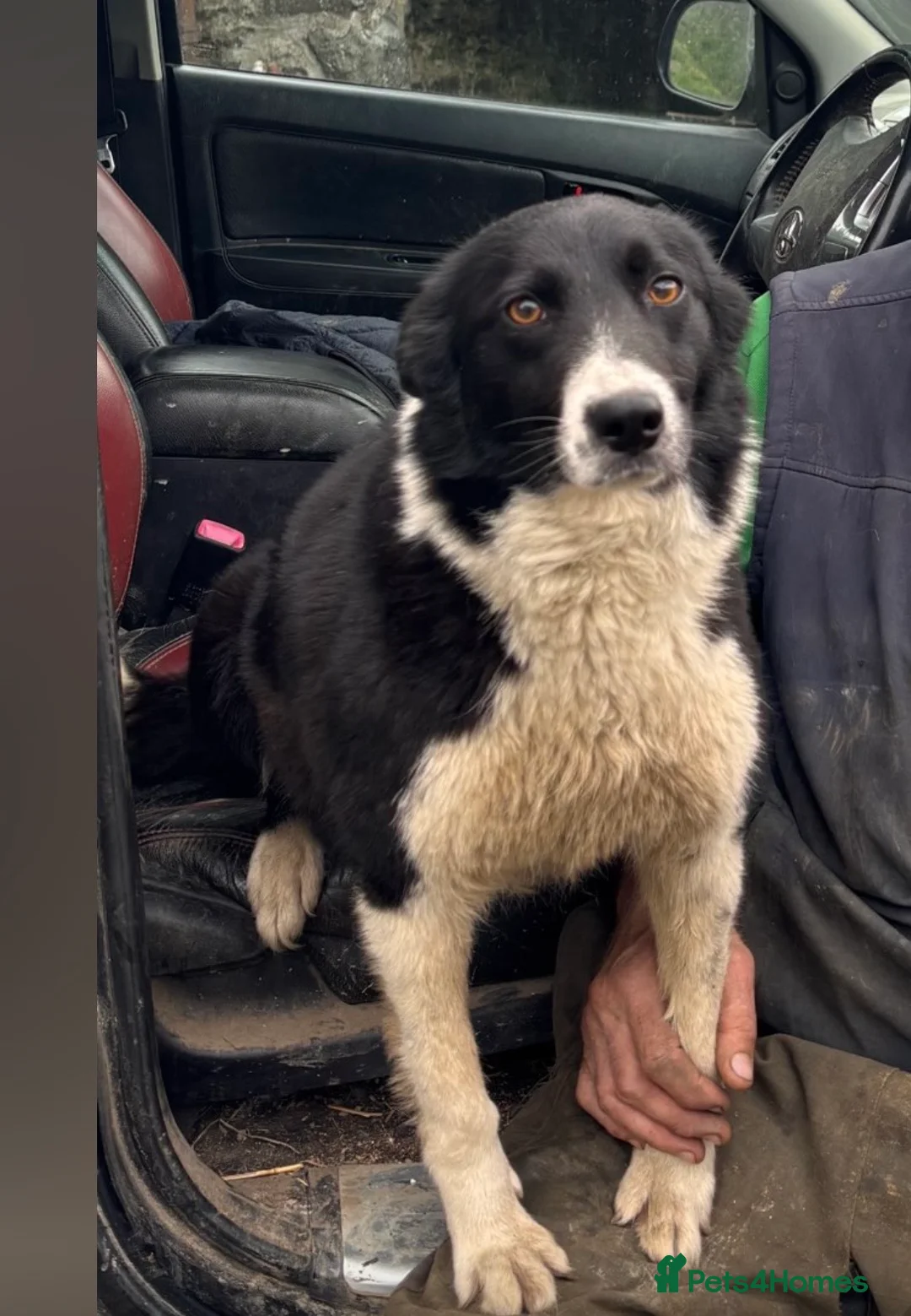 Border Collie dogs for sale: 6 Beautiful Border Collie puppies for Sale - Advert 1
