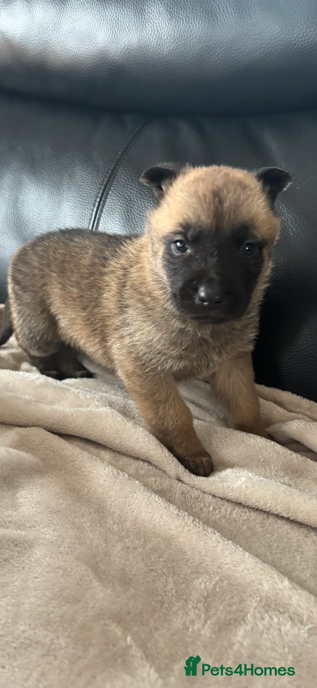 Belgian Shepherd Dog dogs for sale: Mam Dutch herder dad Belgian shepherd - Advert 4