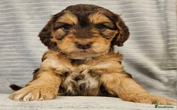 Cockapoo dogs for sale: Chocolate sable Cockapoo puppies - Image 9