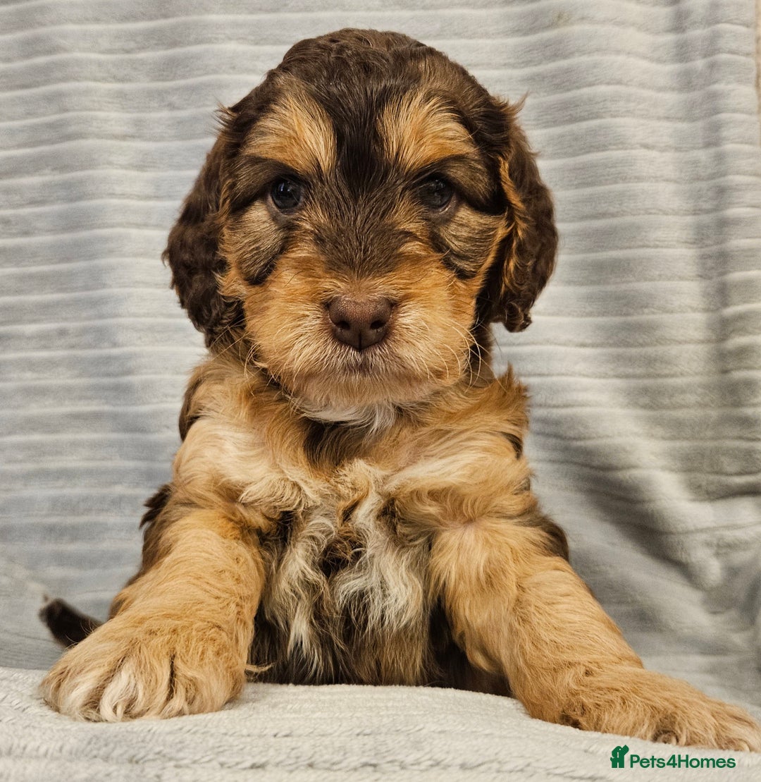 Cockapoo dogs for sale: Chocolate sable Cockapoo puppies - Image 9