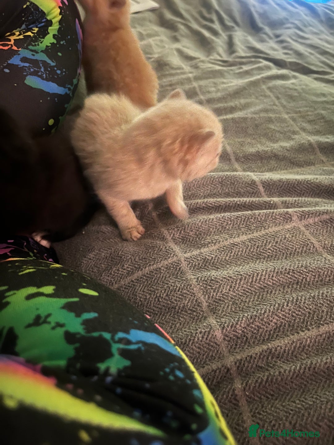 Domestic Shorthair cats for sale: 4 gorgeous kittens  - Image 19