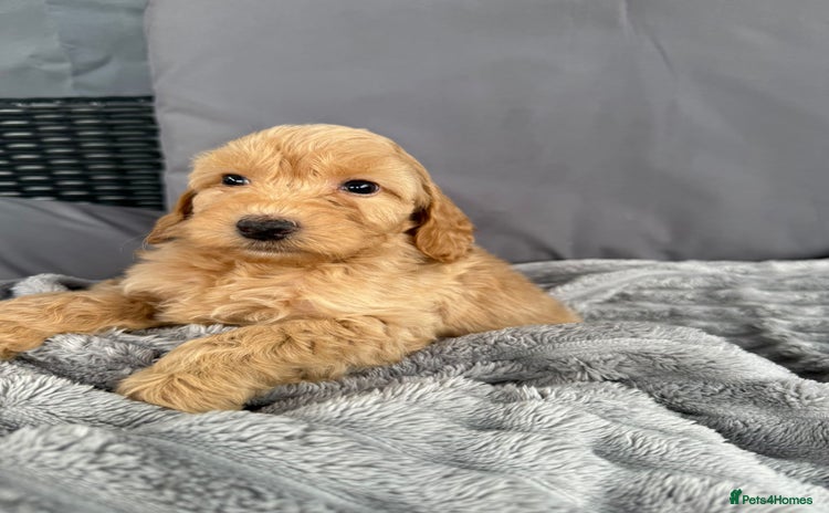 Cockapoo dogs - Advert 1