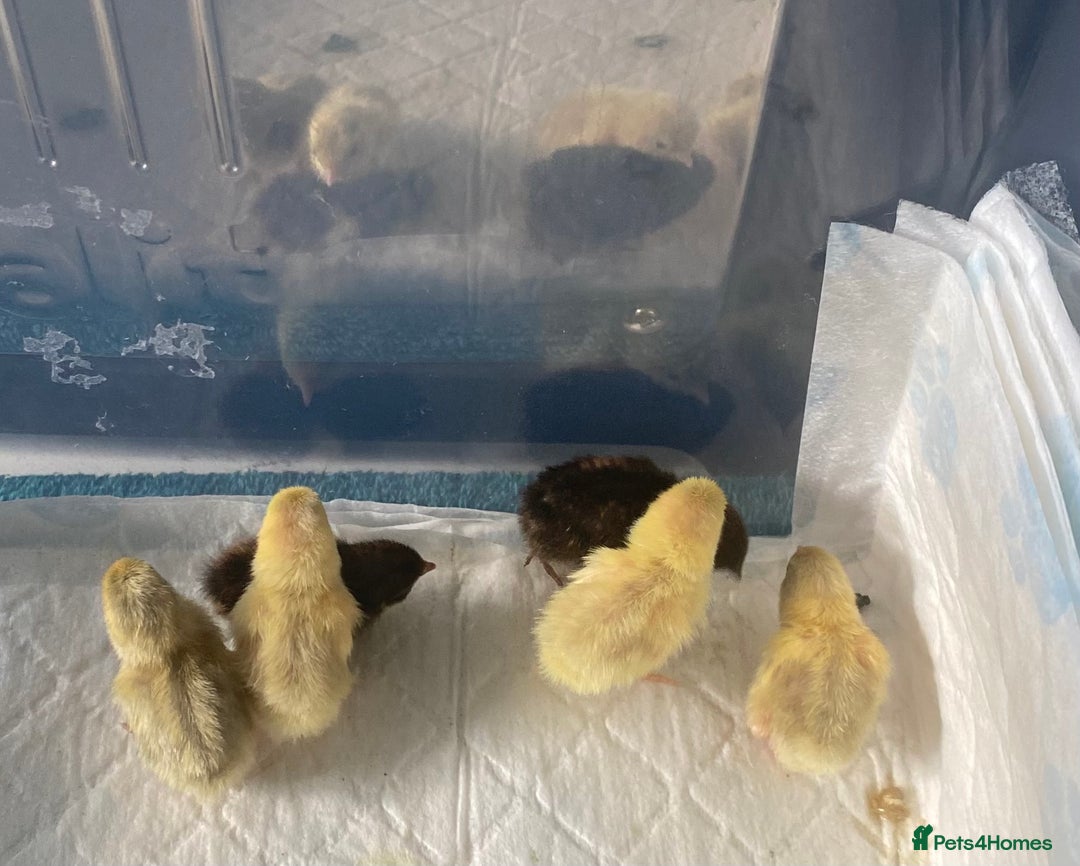Quail poultry for sale: Beautiful Button Quail Chicks (CPQ, King) - Image 6